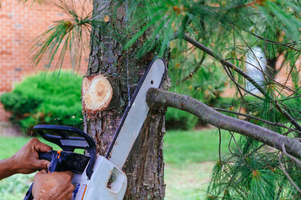 Best Large Tree Removal  in USA